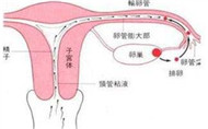 輸卵管堵塞的癥狀有哪些？